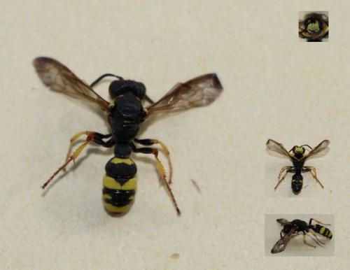 Cerceris rybyensis